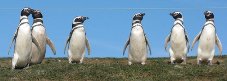 penguin-mafia.jpg
